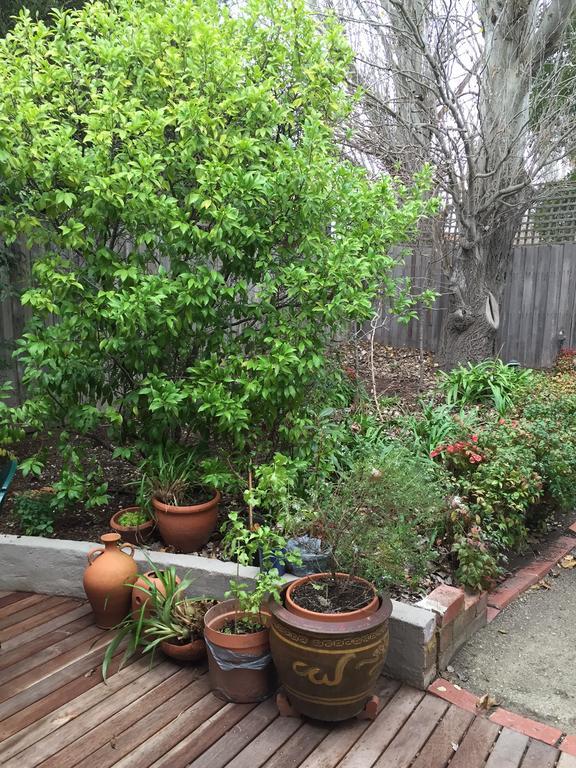 Garden Cottage St Kilda ملبورن المظهر الخارجي الصورة
